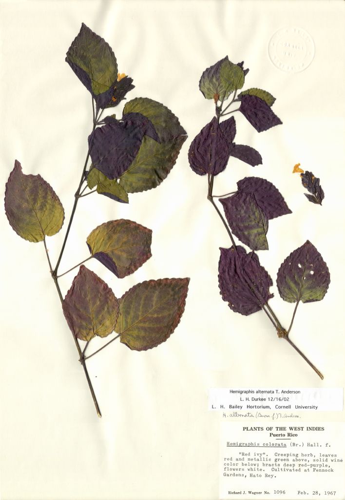 Acanthaceae Hemigraphis alternata