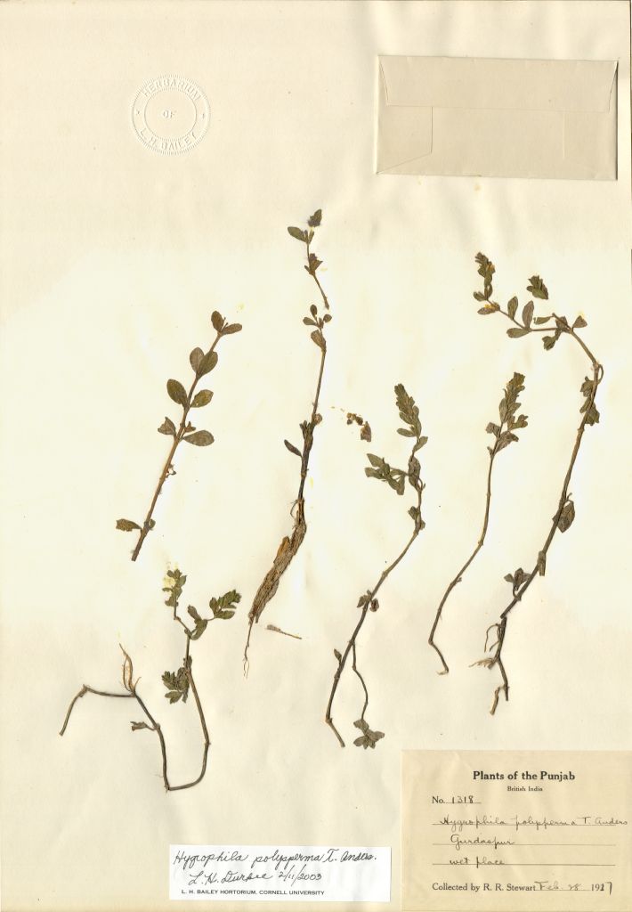 Acanthaceae Hygrophila polysperma