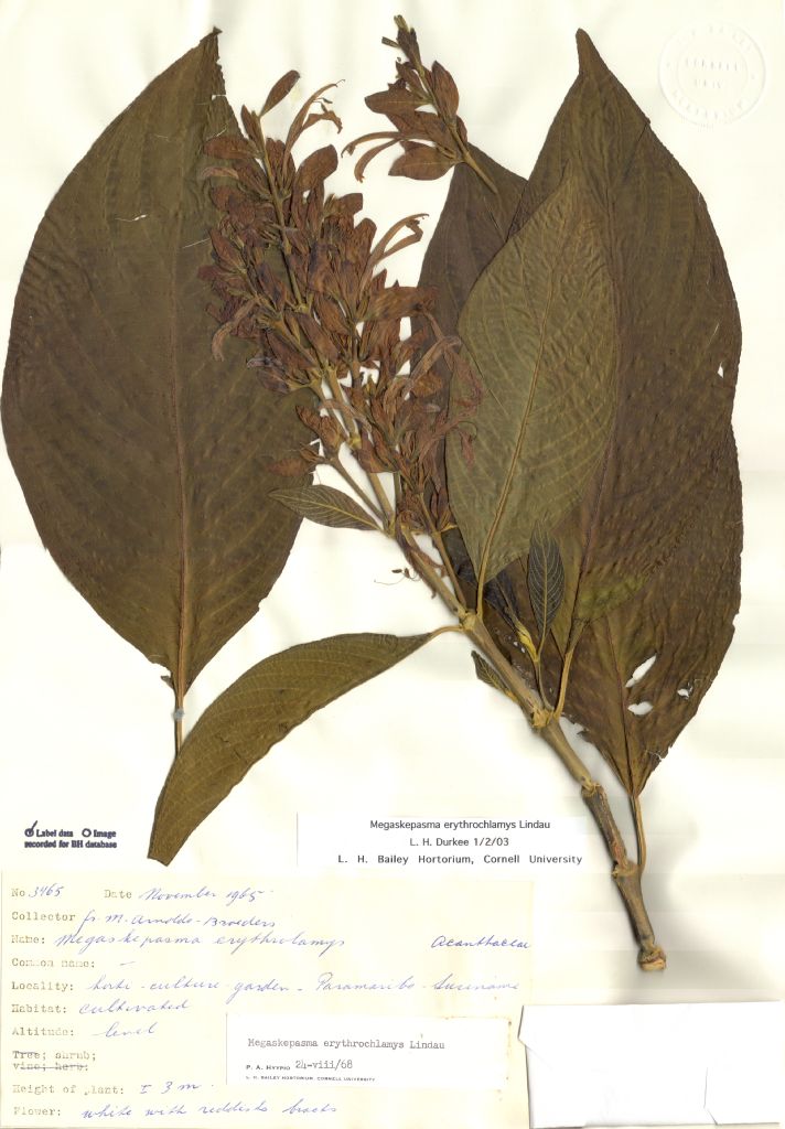 Acanthaceae Megaskepasma erythrochlamys