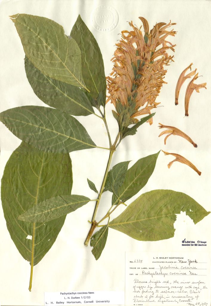 Acanthaceae Pachystachys coccinea