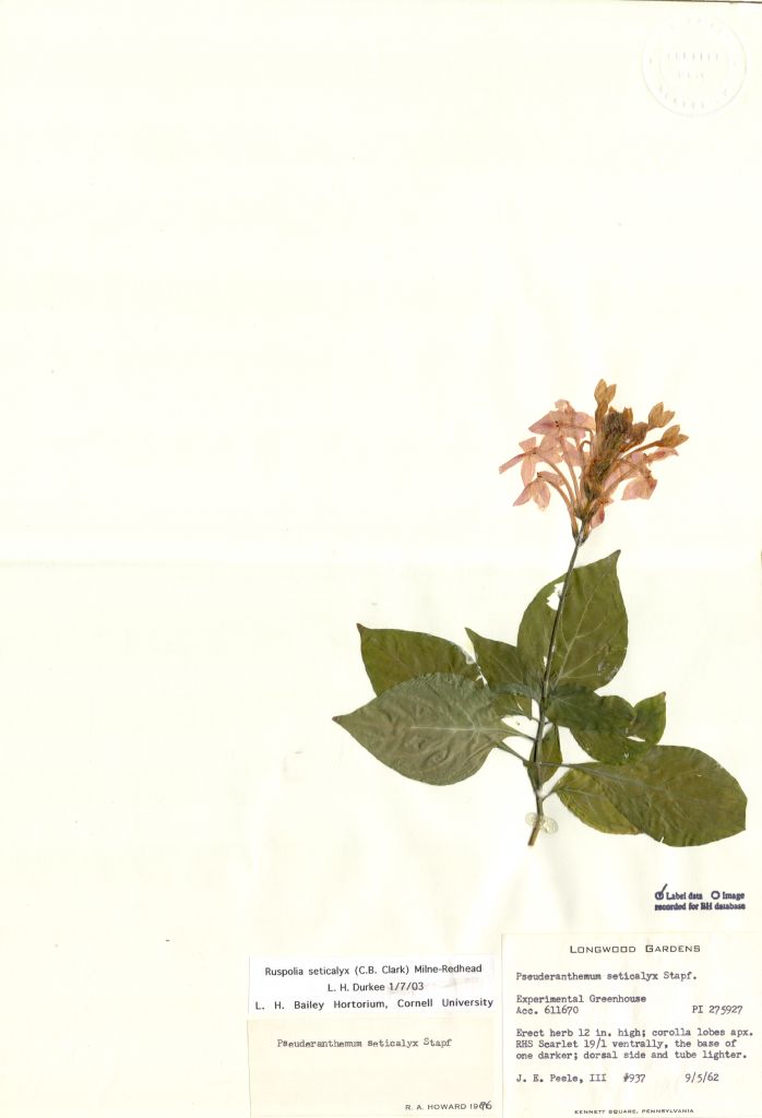 Acanthaceae Ruspolia seticalyx