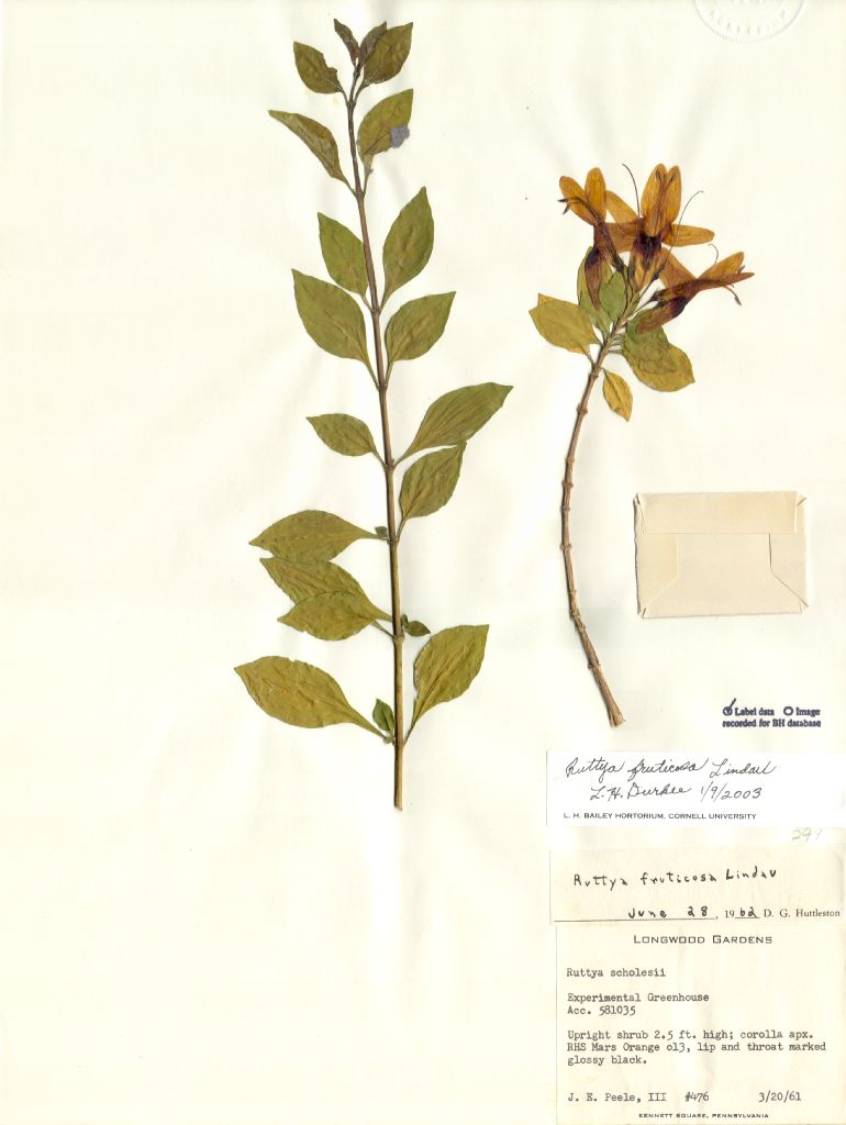 Acanthaceae Ruttya fruticosa