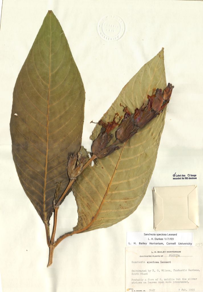 Acanthaceae Sanchezia speciosa