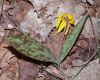 image of Erythronium americanum