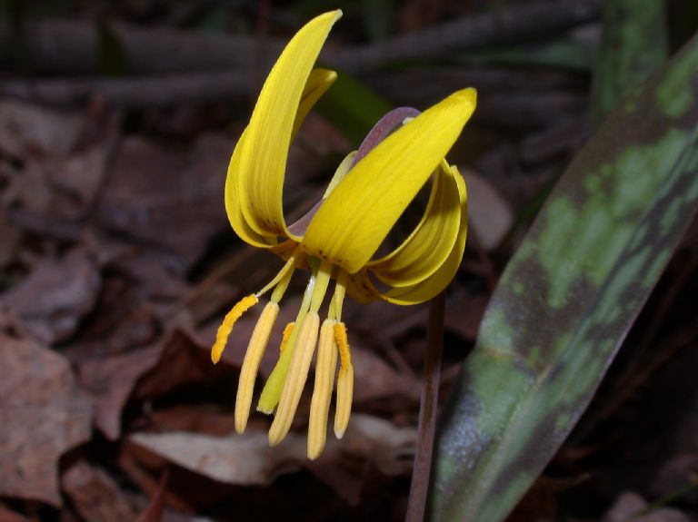 Liliaceae Erythronium americanum