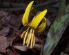 image of Erythronium americanum