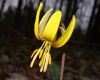 image of Erythronium americanum