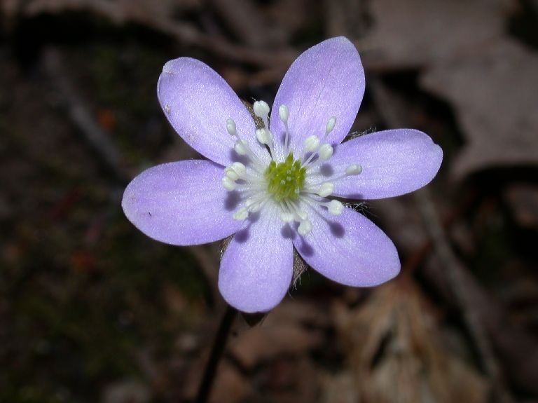 Ranunculaceae Hepatica nobilis