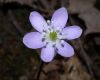 image of Hepatica nobilis