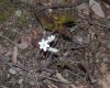 image of Hepatica nobilis