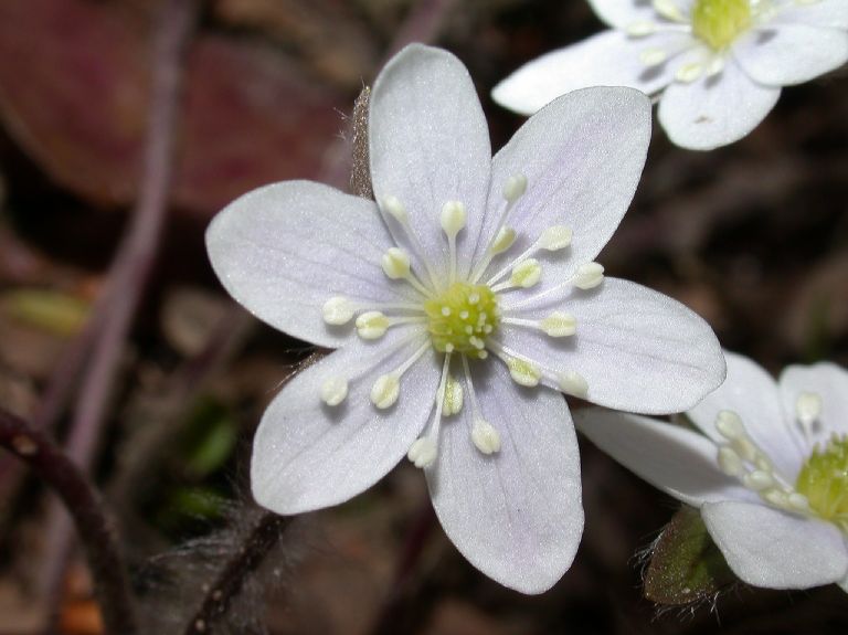 Ranunculaceae Hepatica nobilis