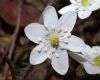 image of Hepatica nobilis