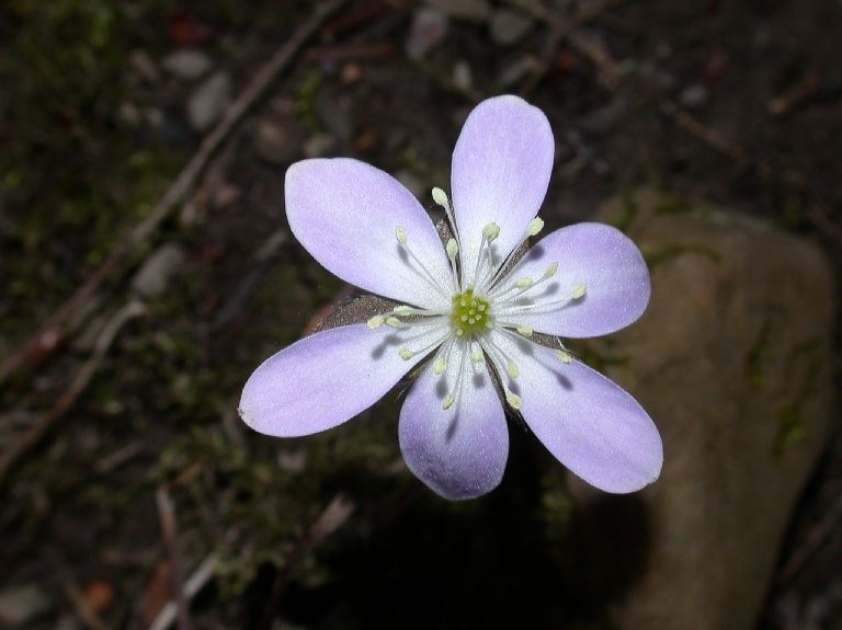 Ranunculaceae Hepatica nobilis