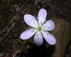 image of Hepatica nobilis