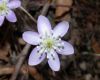 image of Hepatica nobilis