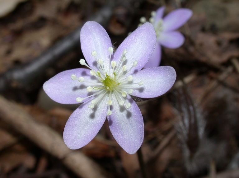 Ranunculaceae Hepatica nobilis