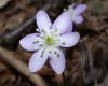 image of Hepatica nobilis