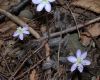 image of Hepatica nobilis
