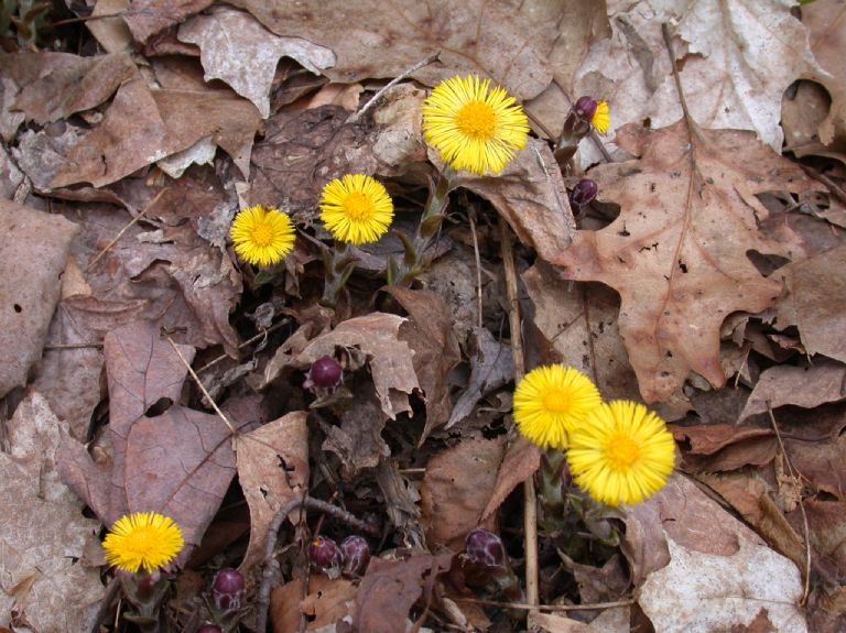 Asteraceae Tussilago farfara