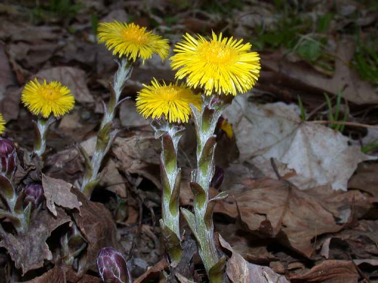Asteraceae Tussilago farfara