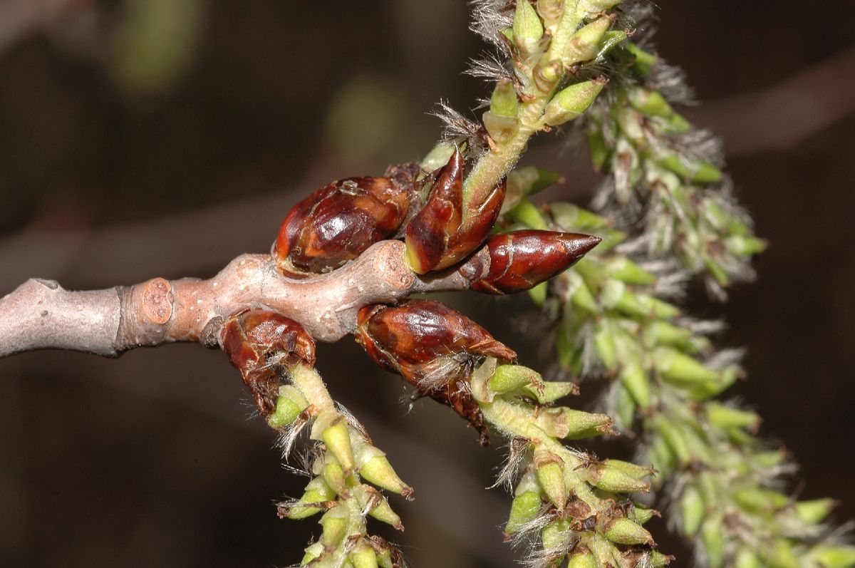 Salicaceae Populus tremuloides
