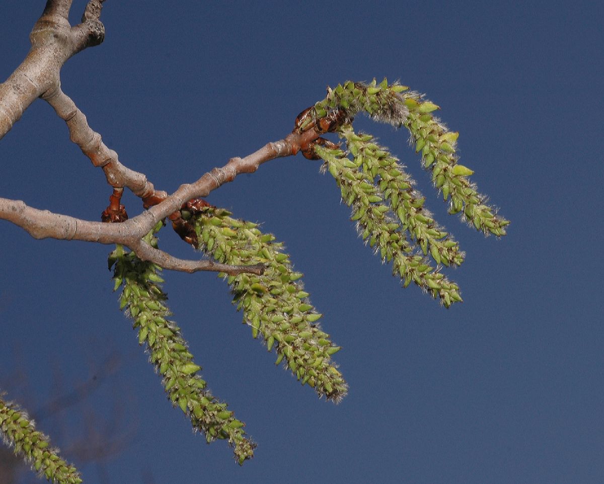 Salicaceae Populus tremuloides