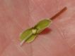 image of Claytonia virginica