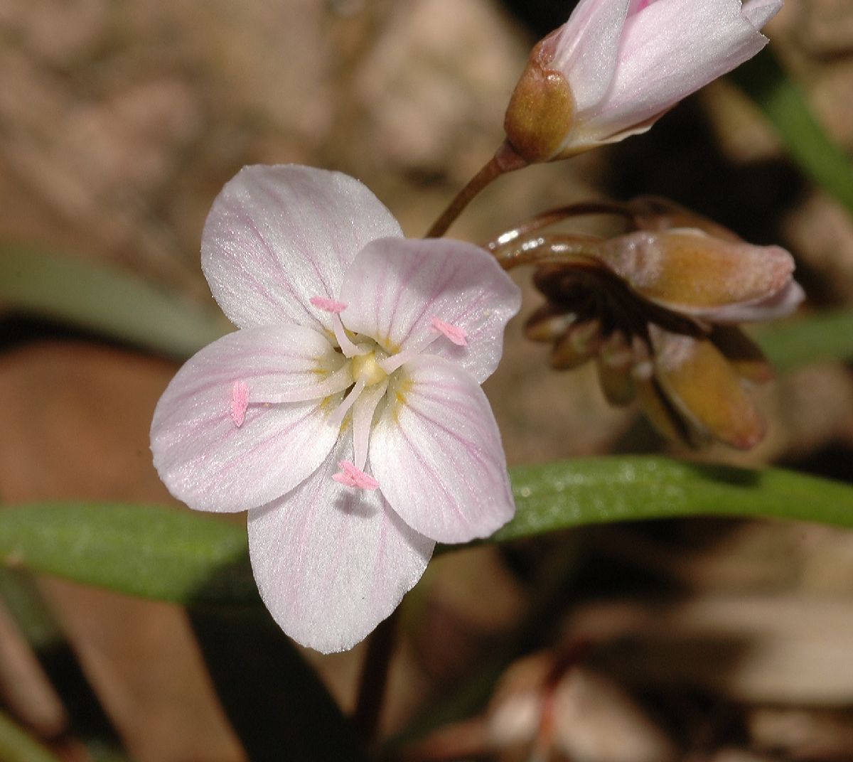 Montiaceae Claytonia virginica