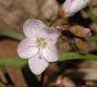 image of Claytonia virginica