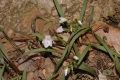 image of Claytonia virginica