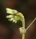 image of Claytonia virginica