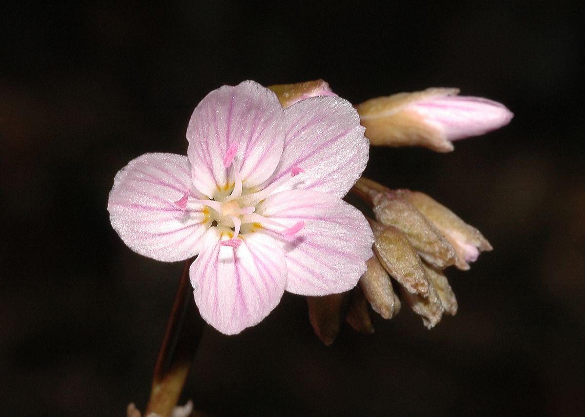 Montiaceae Claytonia virginica