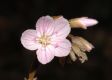 image of Claytonia virginica