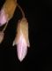 image of Claytonia virginica