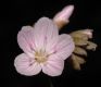 image of Claytonia virginica