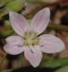 image of Claytonia virginica