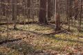 image of Erythronium americanum