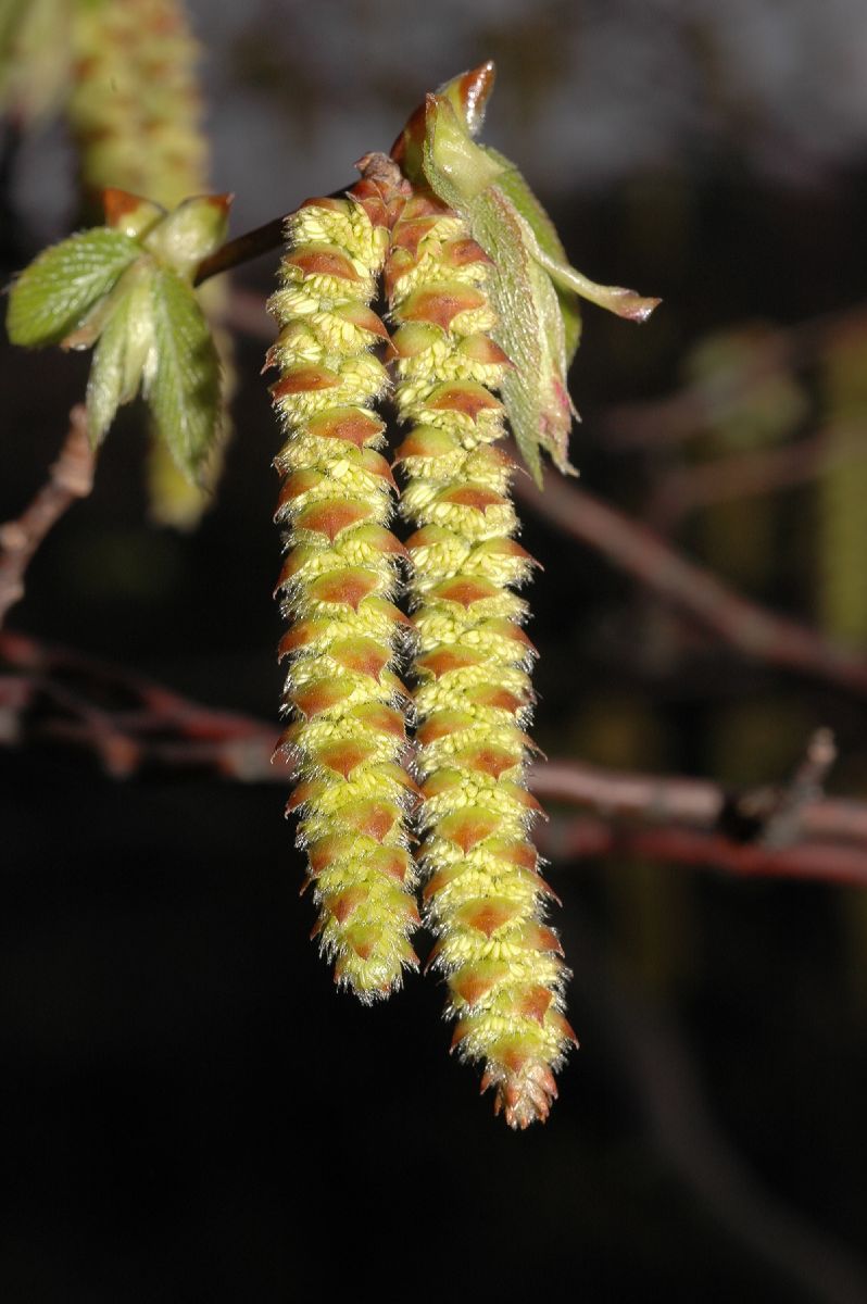 Betulaceae Ostrya virginiana