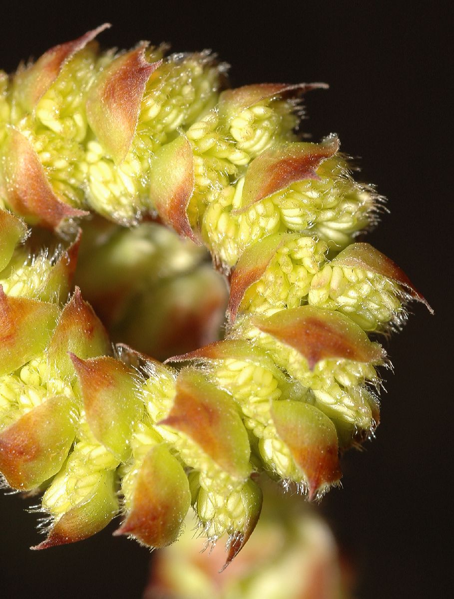 Betulaceae Ostrya virginiana