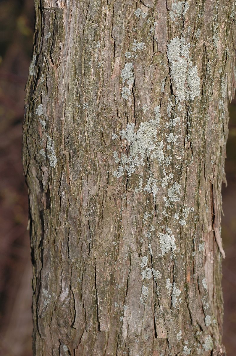 Betulaceae Ostrya virginiana