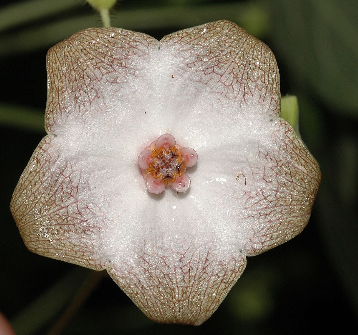 Apocynaceae Matelea quirosii