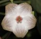 image of Matelea quirosii