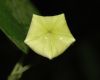 image of Matelea quirosii