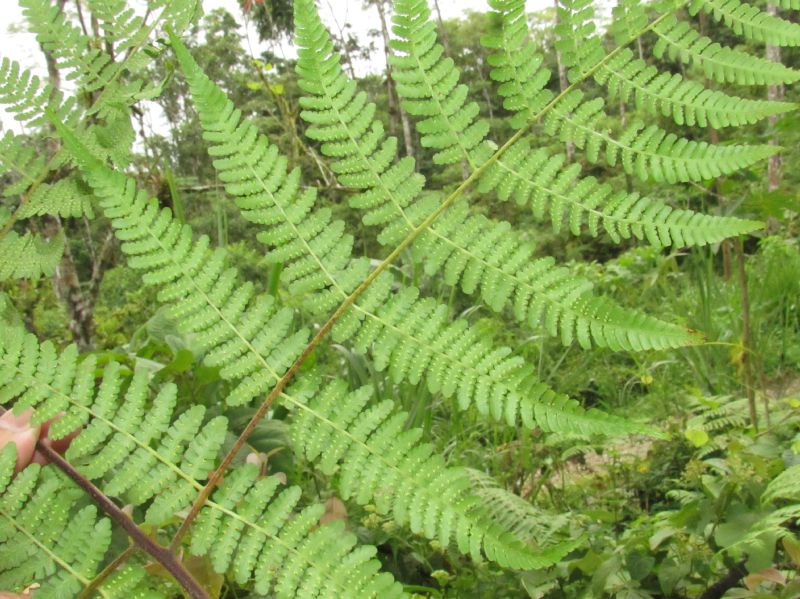 Dennstaedtiaceae Hypolepis repens