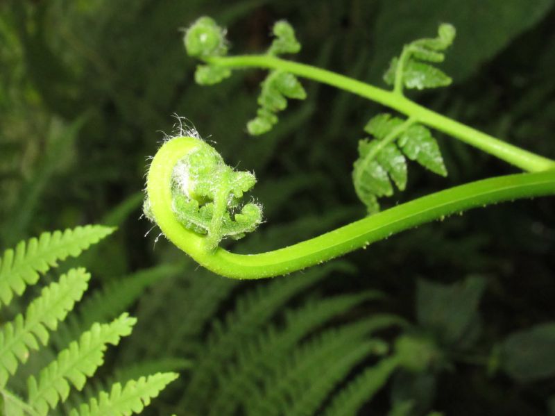 Dennstaedtiaceae Hypolepis repens