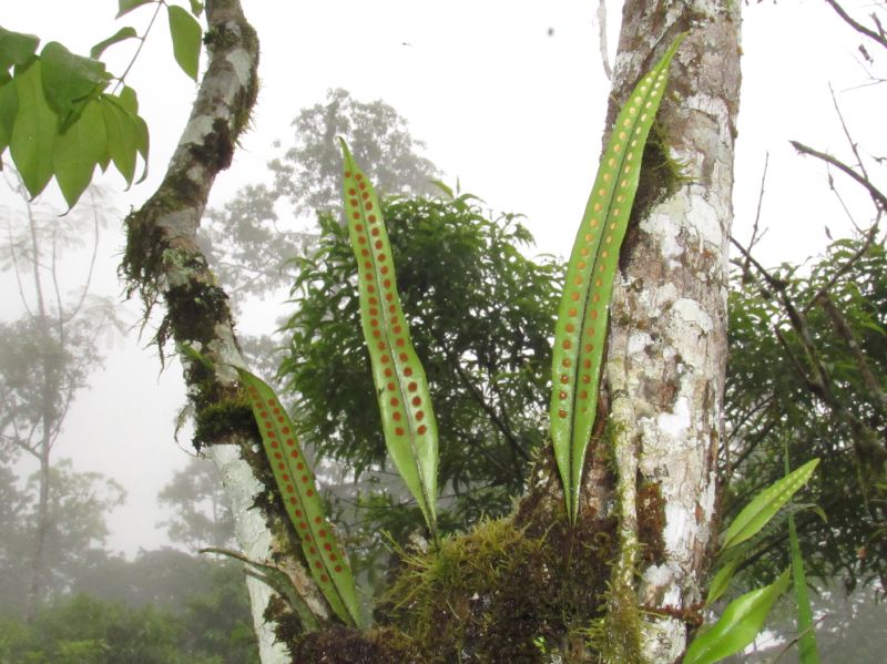Polypodiaceae Microgramma percussa