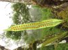 image of Microgramma percussa