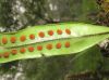 image of Microgramma percussa