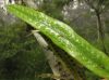 image of Microgramma percussa