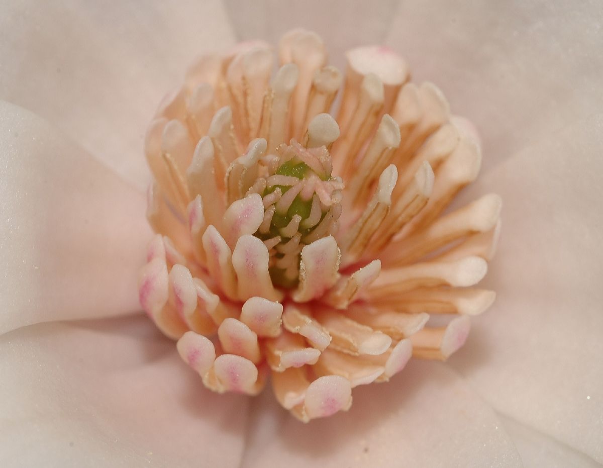 Magnoliaceae Magnolia loebneri